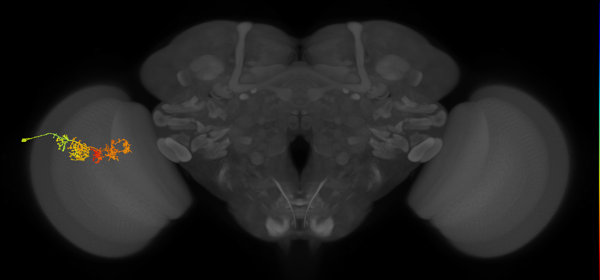 TmY15_L (MaleCNS:29742)