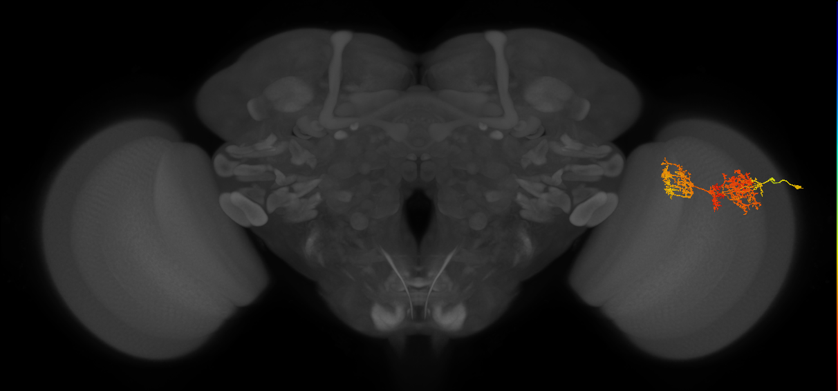TmY15_R (MaleCNS:28233)