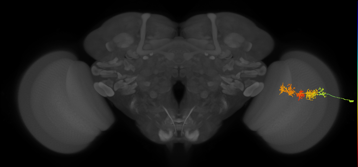 TmY15_R (MaleCNS:39409)