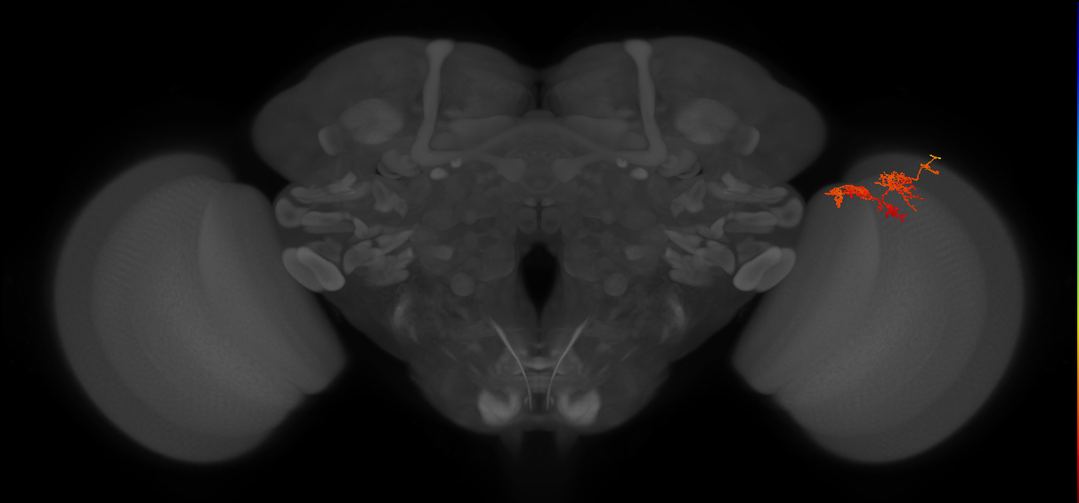 TmY15_R (MaleCNS:77088)