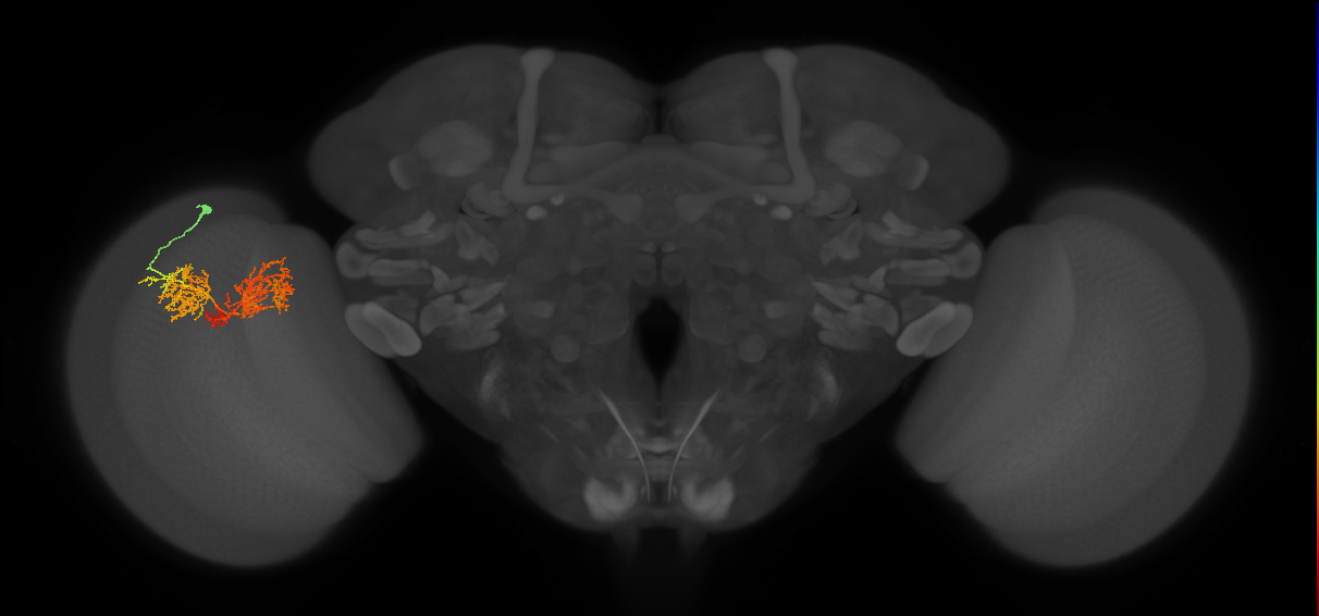 TmY15_L (MaleCNS:27207)