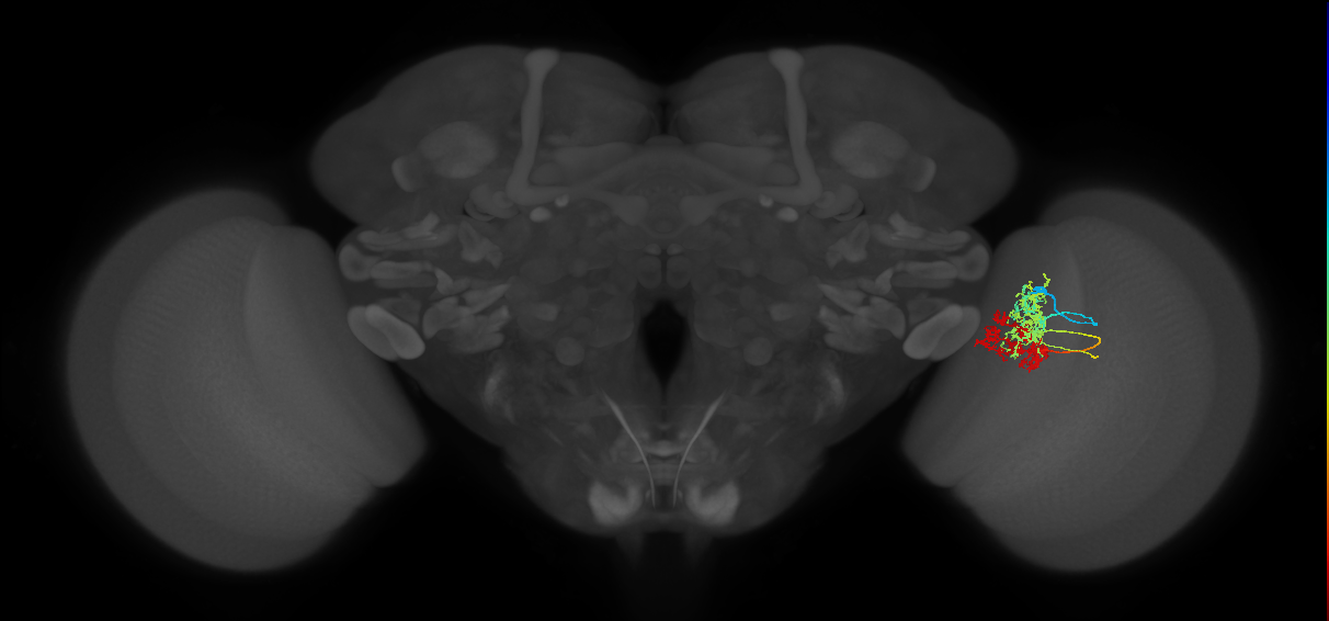 TmY15_R (MaleCNS:35390)