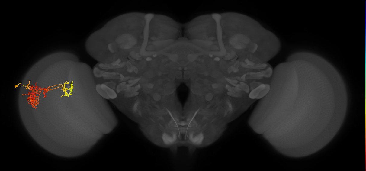 TmY15_L (MaleCNS:527472)