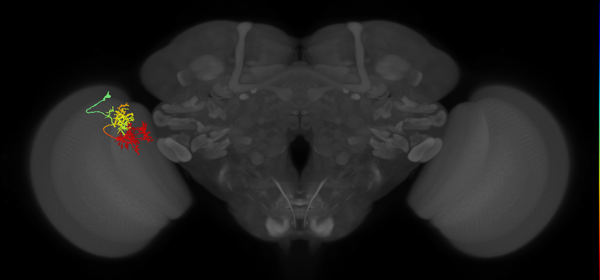 TmY15_L (MaleCNS:129121)