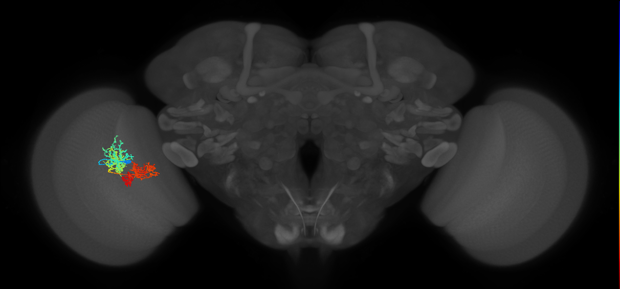 TmY15_L (MaleCNS:515790)