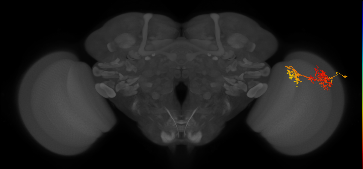 TmY15_R (MaleCNS:28502)