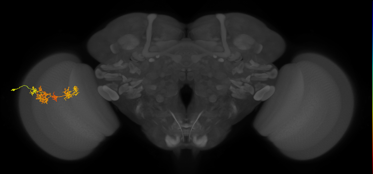 TmY15_L (MaleCNS:534672)