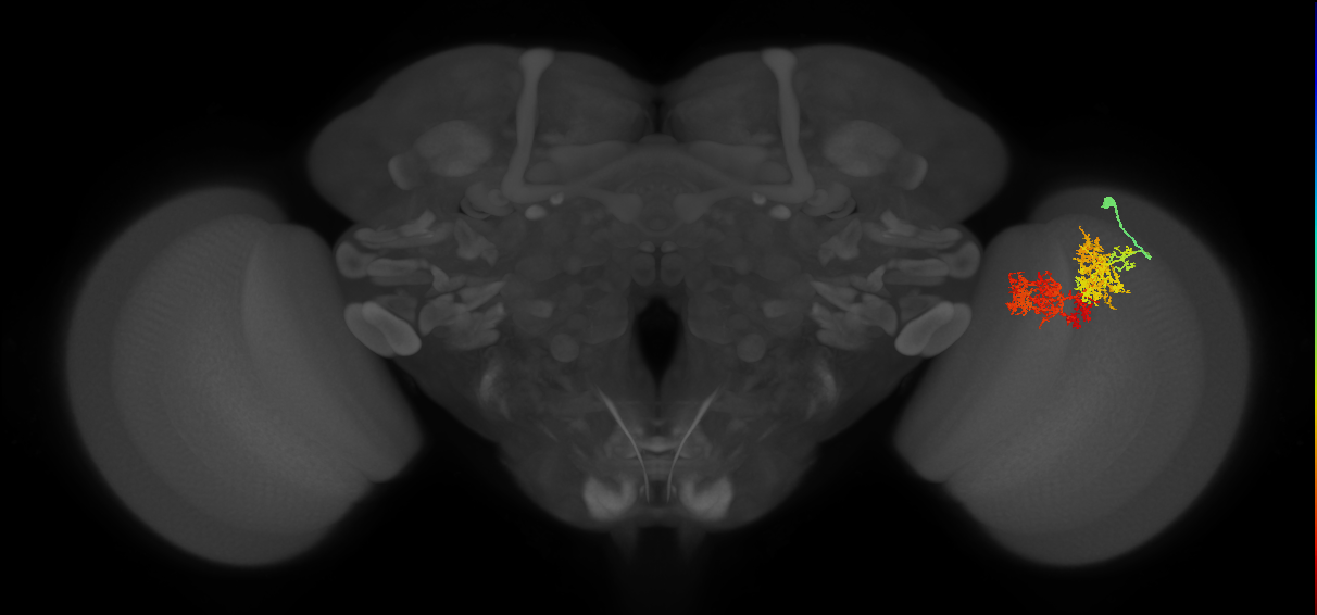 TmY15_R (MaleCNS:23965)