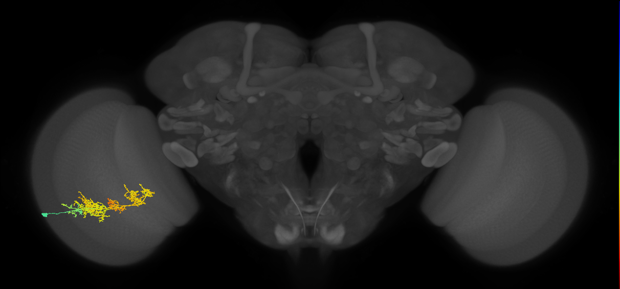 TmY15_L (MaleCNS:21896)
