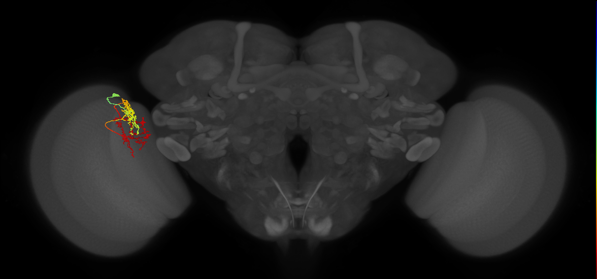 TmY15_L (MaleCNS:525322)