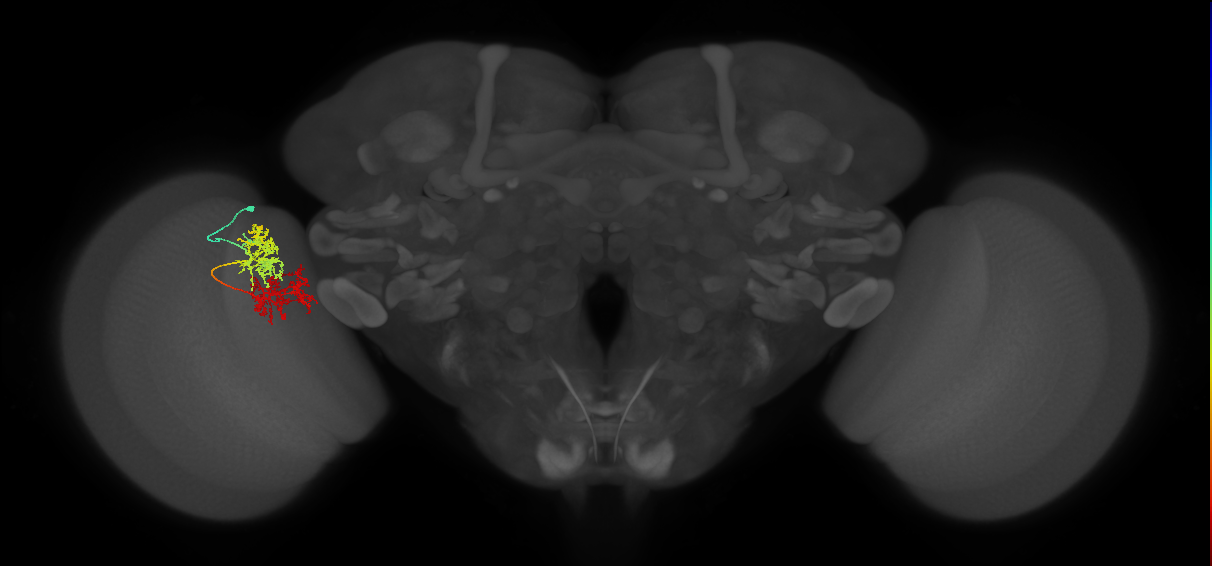 TmY15_L (MaleCNS:531702)