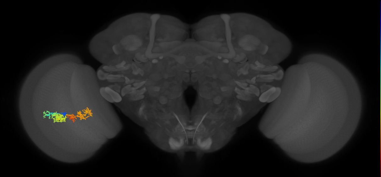 TmY15_L (MaleCNS:26855)
