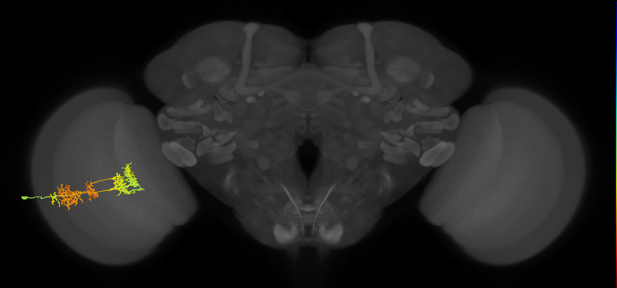 TmY15_L (MaleCNS:22640)