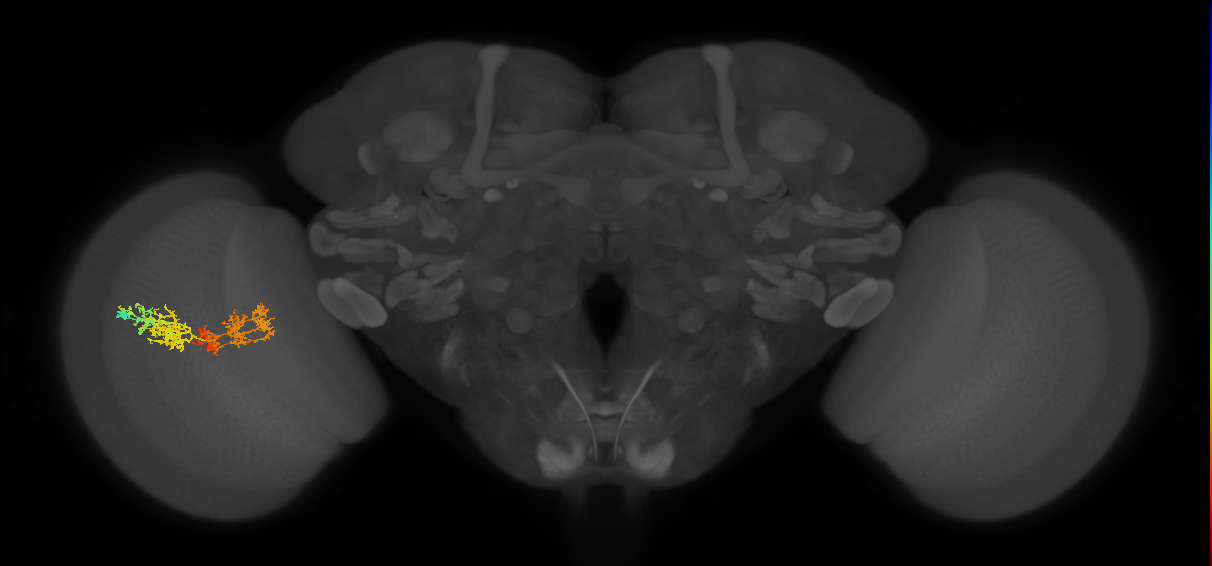 TmY15_L (MaleCNS:26421)