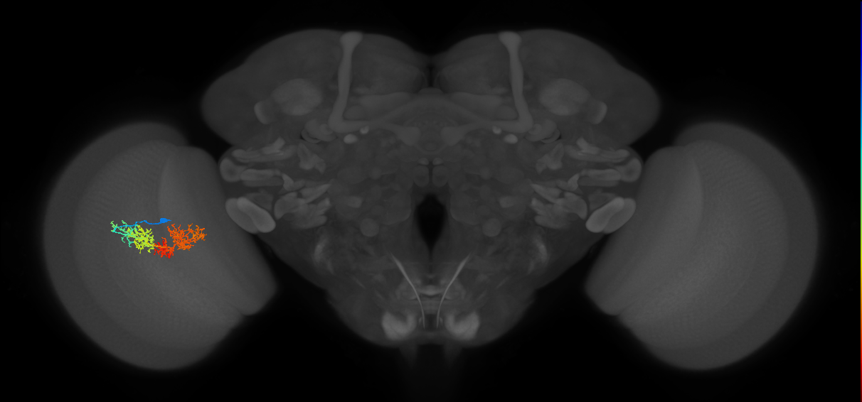 TmY15_L (MaleCNS:29320)