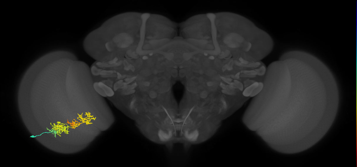 TmY15_L (MaleCNS:23957)