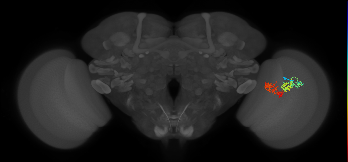 TmY15_R (MaleCNS:30348)