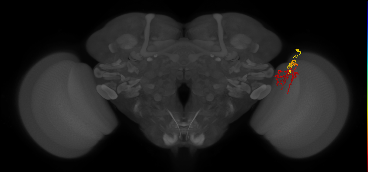 TmY15_R (MaleCNS:50596)