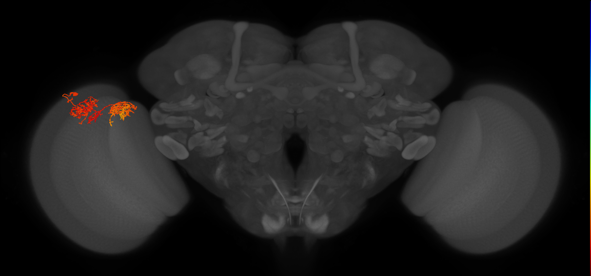 TmY15_L (MaleCNS:533493)