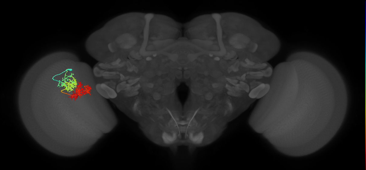 TmY15_L (MaleCNS:522956)