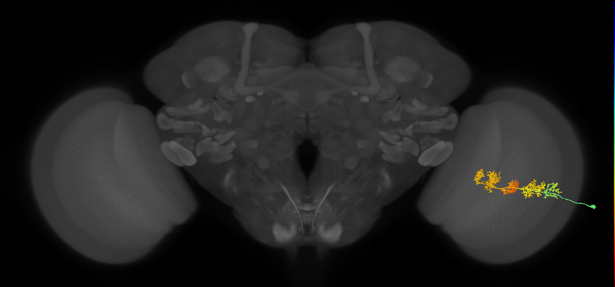 TmY15_R (MaleCNS:30975)