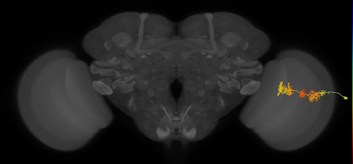 TmY15_R (MaleCNS:29769)