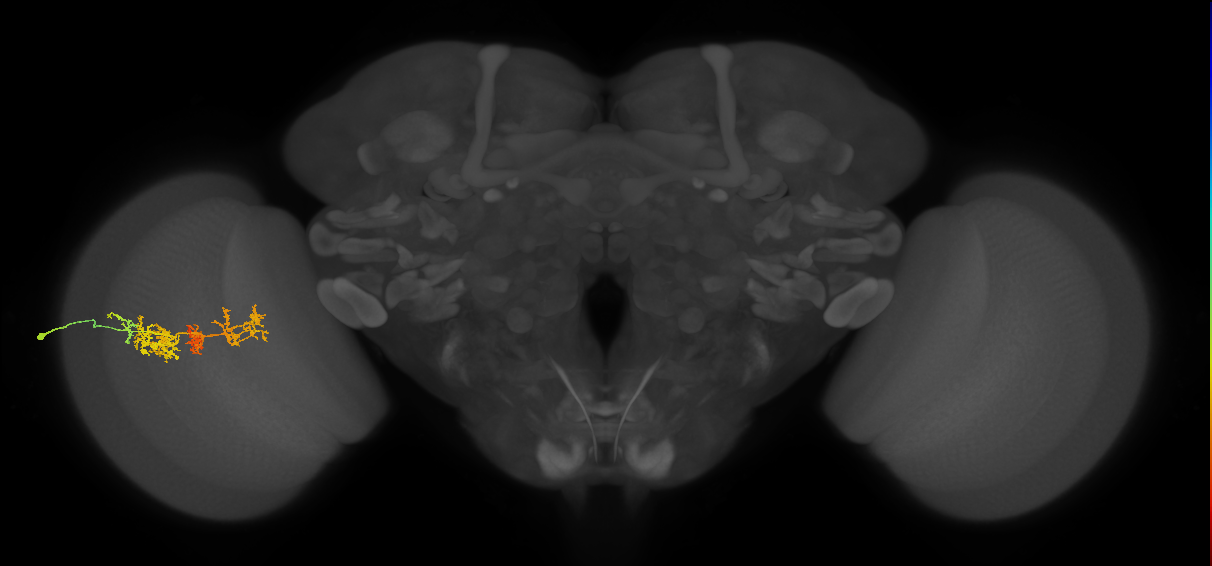 TmY15_L (MaleCNS:530675)