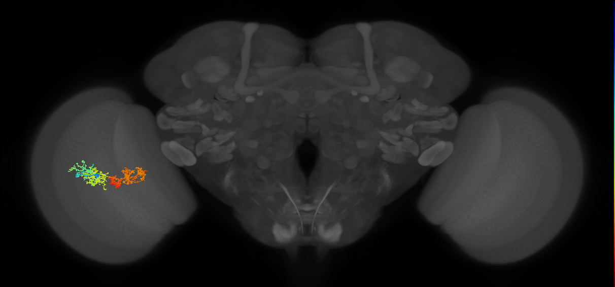 TmY15_L (MaleCNS:29228)