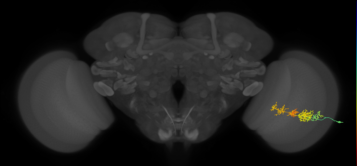 TmY15_R (MaleCNS:31425)