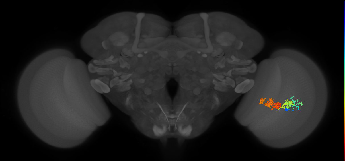 TmY15_R (MaleCNS:27335)