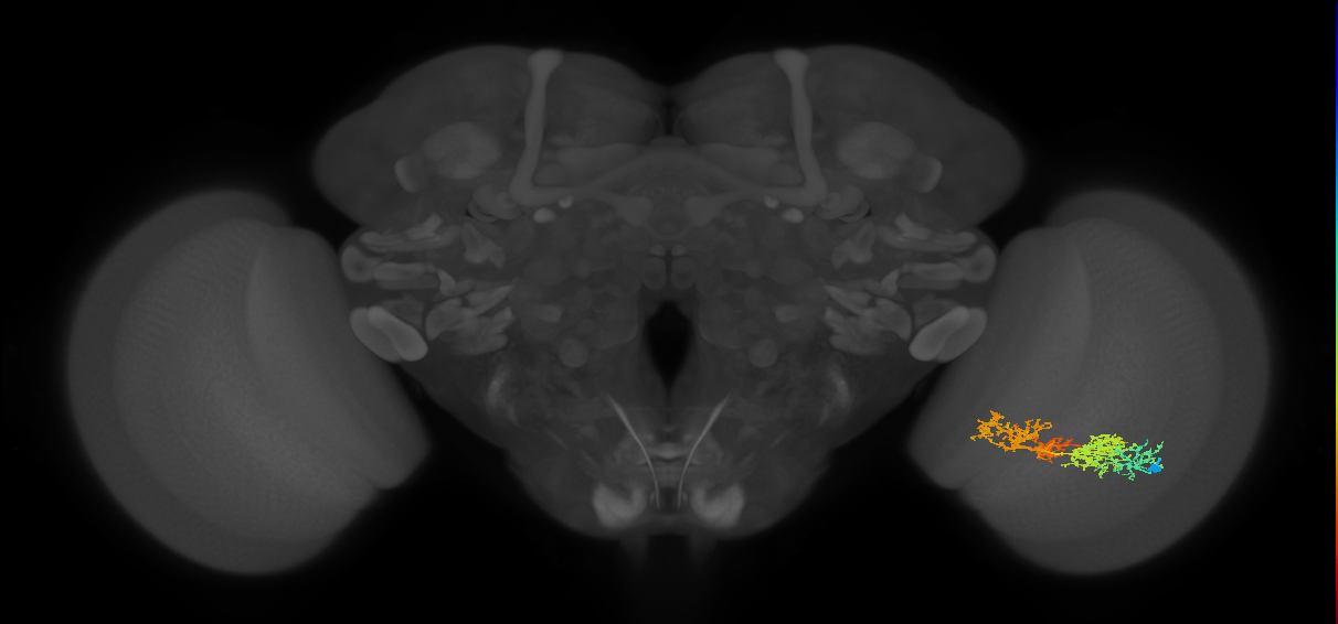 TmY15_R (MaleCNS:28014)