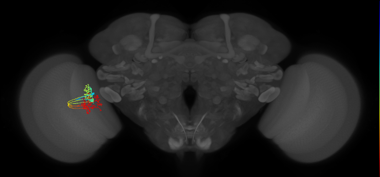 TmY15_L (MaleCNS:521509)