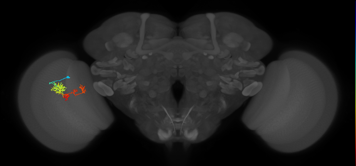 TmY15_L (MaleCNS:517320)