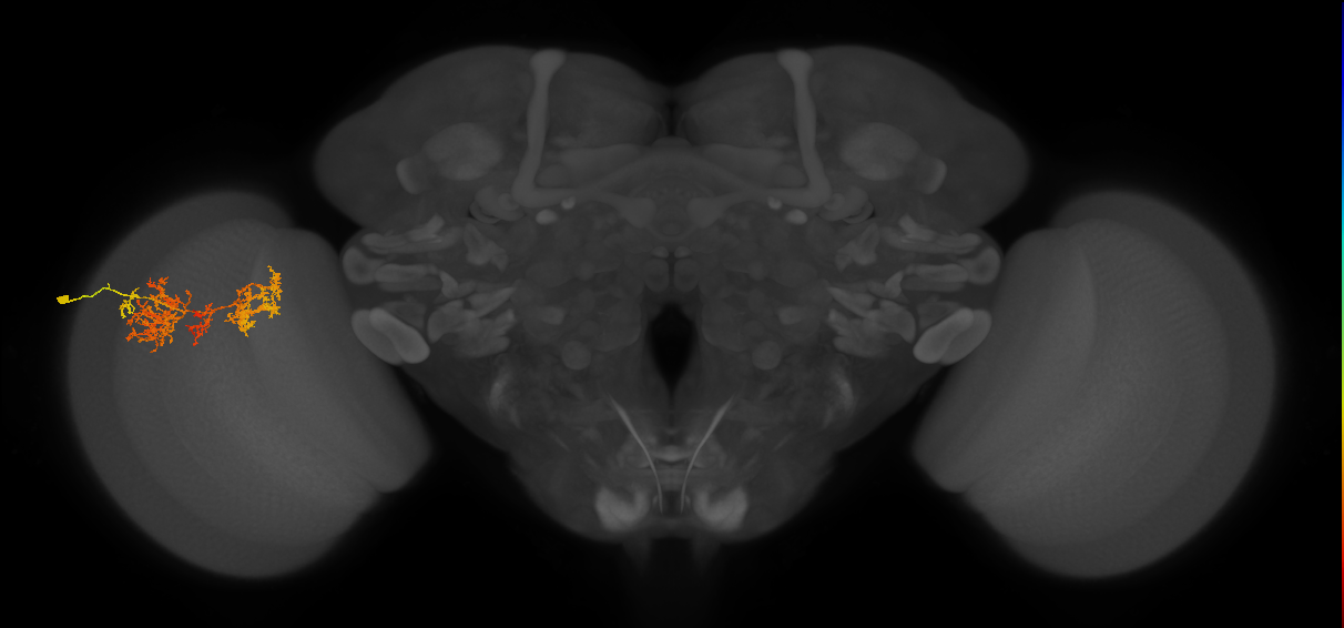 TmY15_L (MaleCNS:27120)