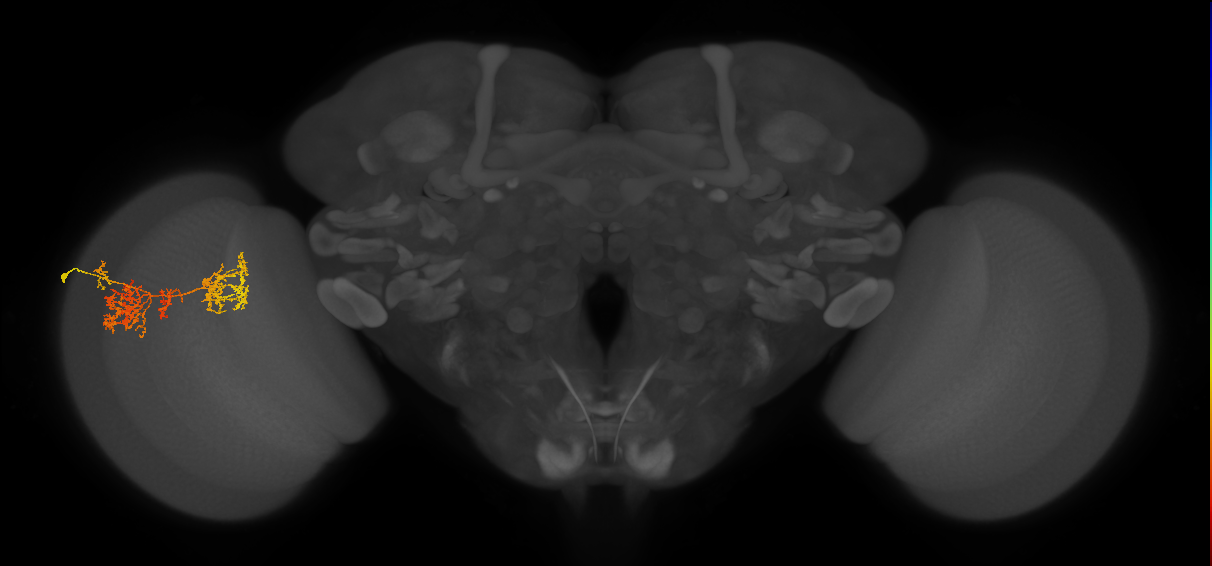 TmY15_L (MaleCNS:28291)