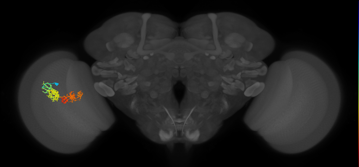 TmY15_L (MaleCNS:23051)
