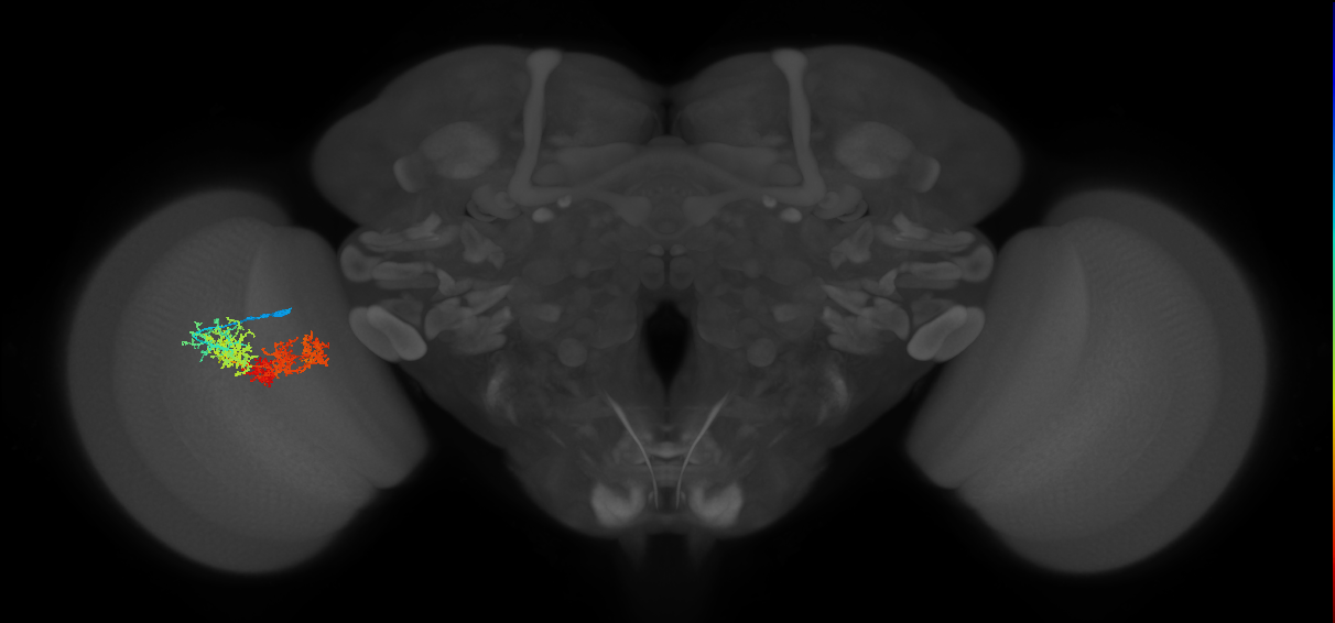 TmY15_L (MaleCNS:12277)