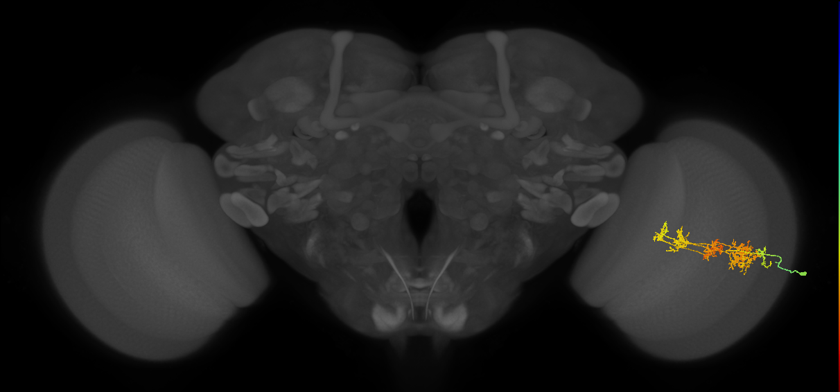 TmY15_R (MaleCNS:31464)