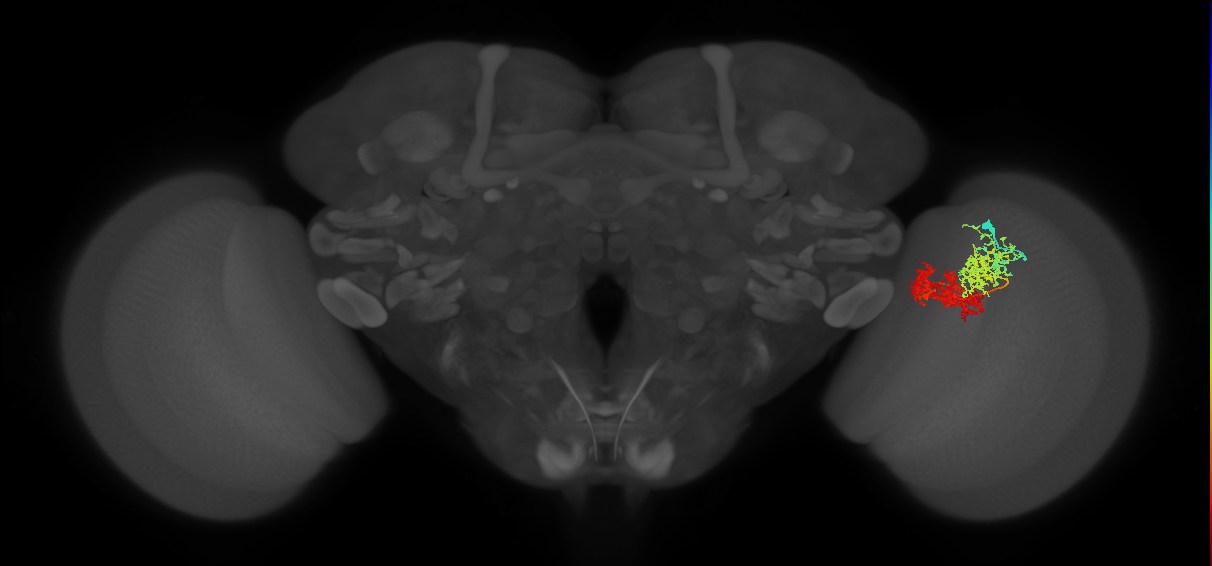 TmY15_R (MaleCNS:27990)