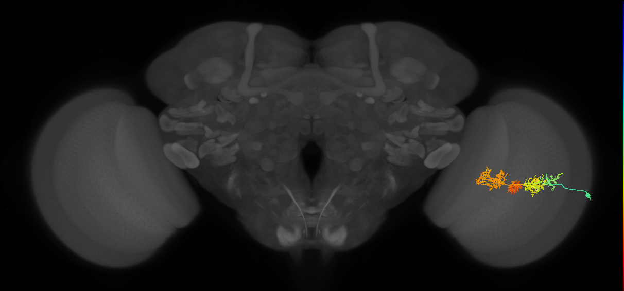 TmY15_R (MaleCNS:29479)