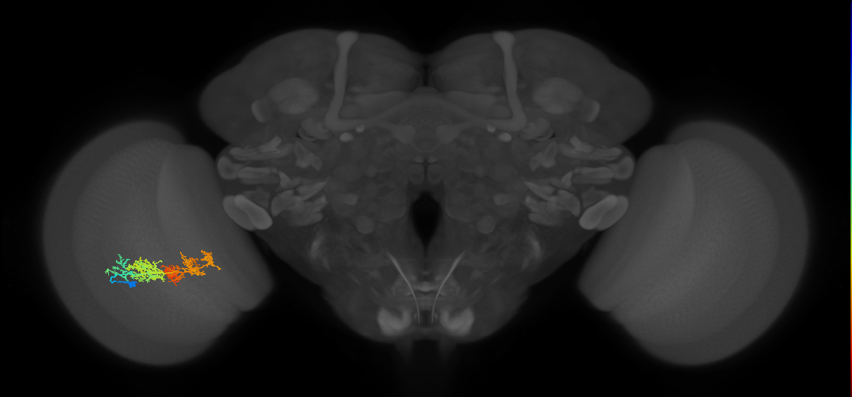 TmY15_L (MaleCNS:28981)