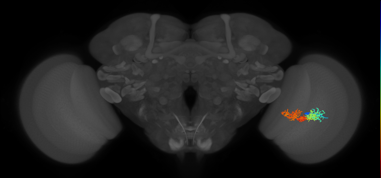 TmY15_R (MaleCNS:26565)