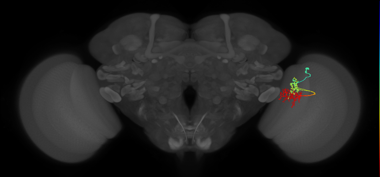 TmY15_R (MaleCNS:43292)