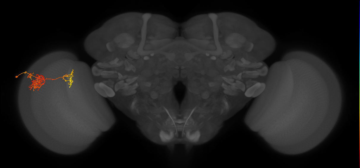 TmY15_L (MaleCNS:35509)