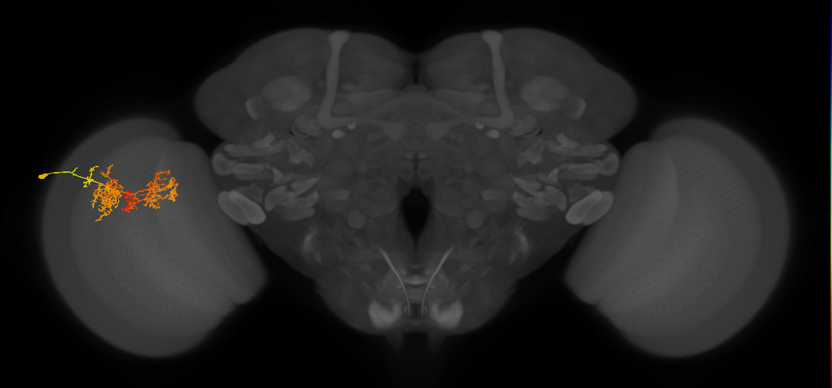 TmY15_L (MaleCNS:23424)