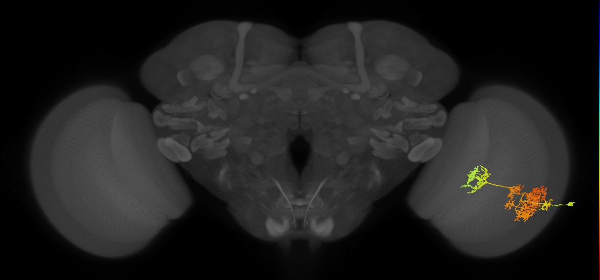 TmY15_R (MaleCNS:18676)
