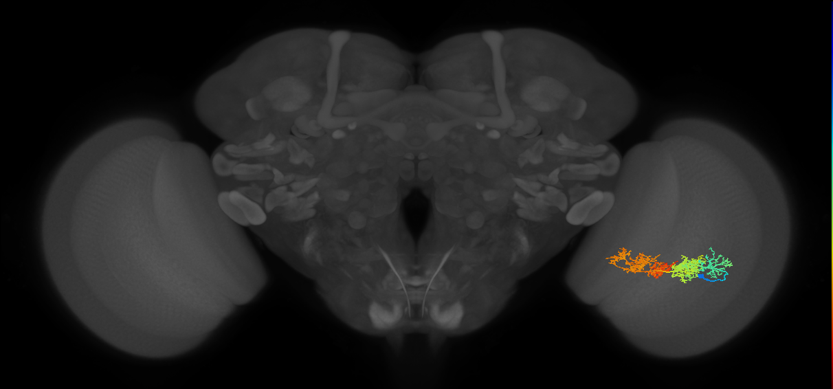 TmY15_R (MaleCNS:23480)