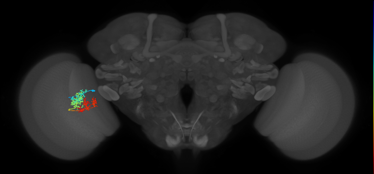 TmY15_L (MaleCNS:144137)