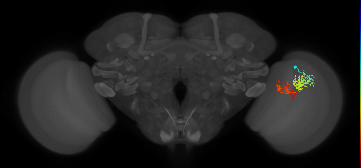 TmY15_R (MaleCNS:30569)