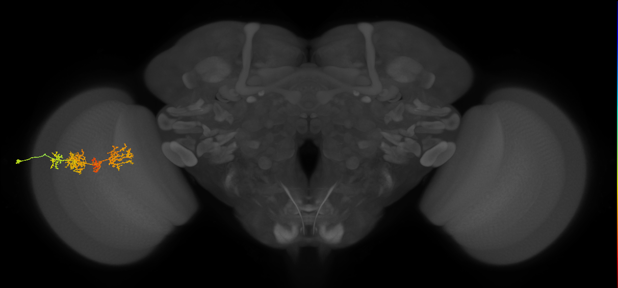 TmY15_L (MaleCNS:43800)